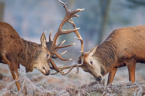 Red deer (Cervus elaphus) two adult stags fighting on a frosty morning