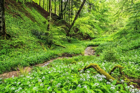 Ramsons (Allium ursinum) in the forest
