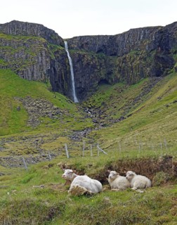 Ewe with two lambs