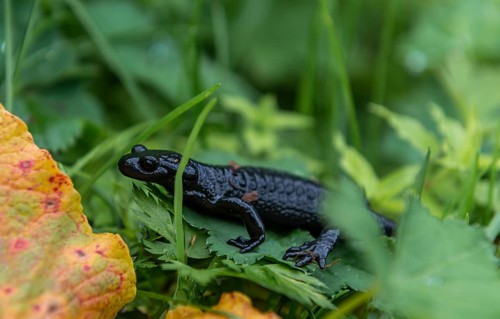 Alpine Salamander (Salamandra atra) in grass