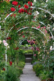 Rose arch with blooming roses