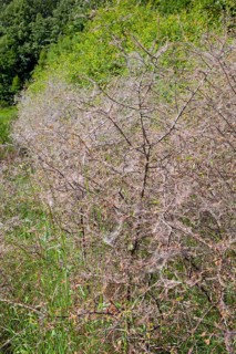 Ermine moths (Yponomeutidae) cover a Blackthorn hedge (Prunus spinosa) with spun yarn