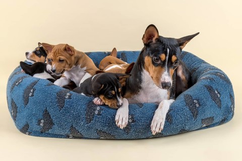 Basenji or Congo Terrier (Canis lupus familiaris)
