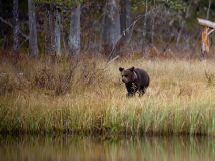 Brown bear (Ursus arctos)