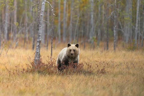 Brown bear (Ursus arctos) in the Finnish Taiga