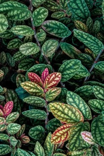 Green and purple patterned leaves