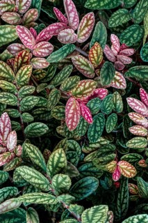 Green and purple patterned leaves