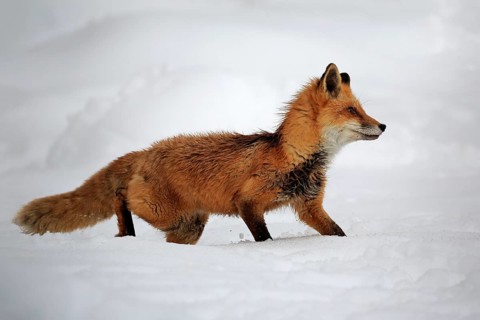 American red fox