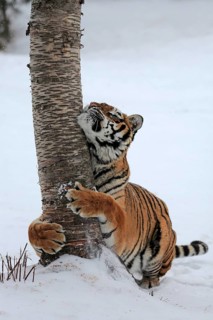 Siberian tiger (Panthera tigris altaica)
