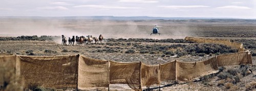 Cowboys drive a herd of horses by helicopter