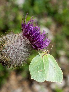 Brimstone (Gonepteryx rhamni) on safflower