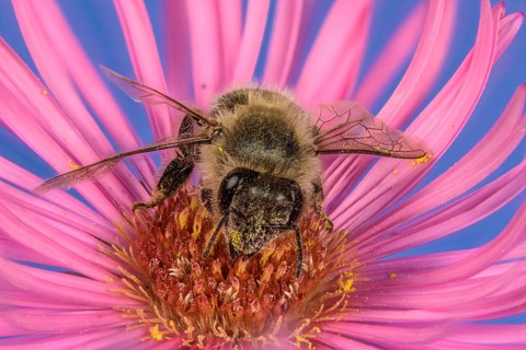 Honey bee (Apis mellifera) on Asterflower (Aster)