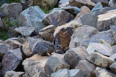 Mountain viscacha or (Lagidium)