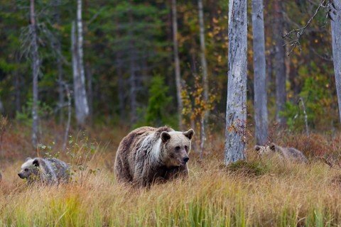 Brown bears (Ursus arctos)