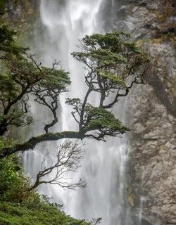 Branch of a tree in front of waterfall