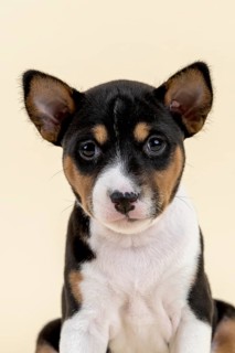 Basenji or Congo Terrier (Canis lupus familiaris)