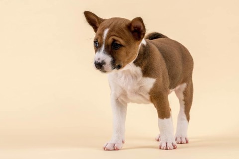 Basenji or Congo Terrier (Canis lupus familiaris)