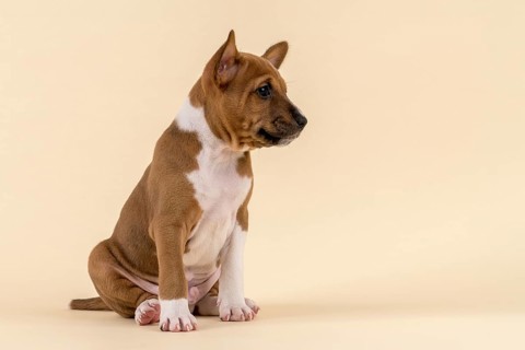 Basenji or Congo Terrier (Canis lupus familiaris)