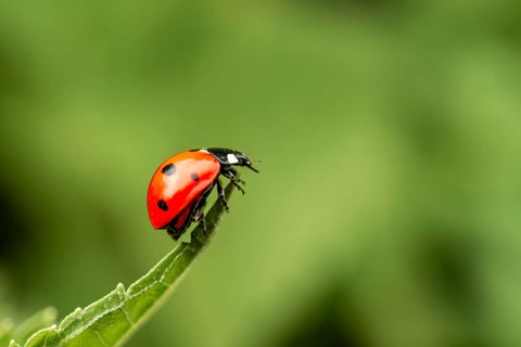 Seven-spott ladybird (Coccinella septempunctata) on a tip of a leaf