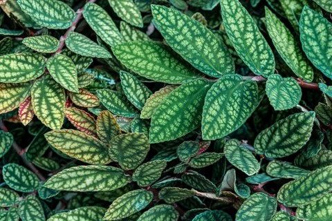 Green and purple patterned leaves