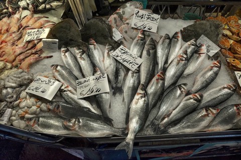 Fresh sea bass (Atractoscion nobilis) on ice