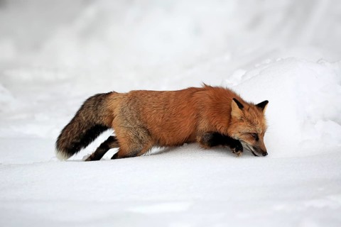 American red fox