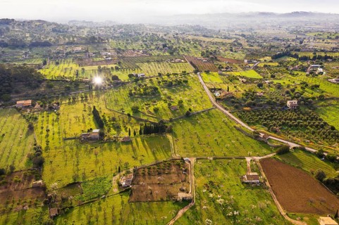 Plantations with flowering almond trees