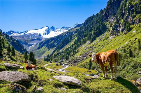 Reichenspitze