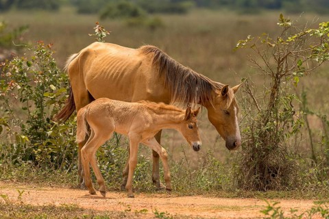 Mare with foal
