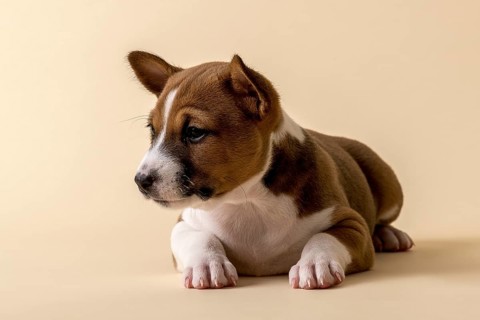 Basenji or Congo Terrier (Canis lupus familiaris)