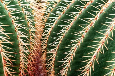 Golden Barrel Cactus or (Echinocactus grusonii)