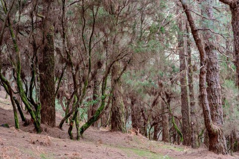 Mixed forest of Canary Island pine (Pinus canariensis) and laurel (Laurus nobilis)