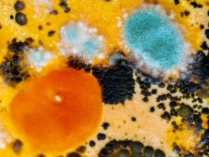 Mould