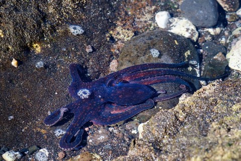 Octopus in shallow water