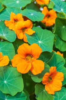 Orange flowering nasturtium (Tropaeolum majus)