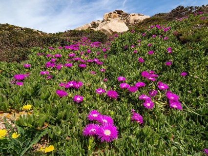 Midday flowers (Delosperma sutherlandii) at Capo Testa