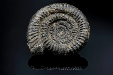 Ammonite fossil