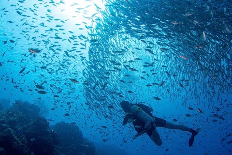 Diver observes a big bait ball of fish