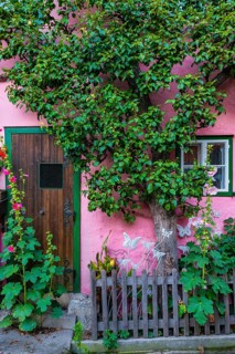 Pink house with espalier tree in the old town