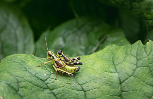 Green Mountain Grasshopper (Miramella alpina)
