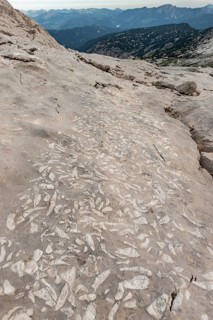 Fossilizations of Megalodontoidea