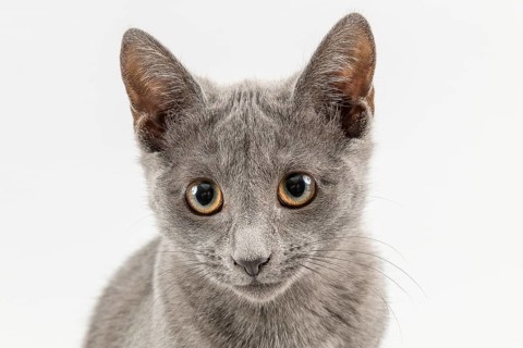 Breedcat Russian Blue (Felis silvestris catus)