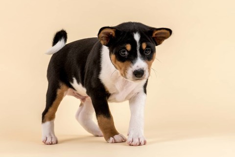 Basenji or Congo Terrier (Canis lupus familiaris)