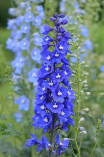 Larkspur