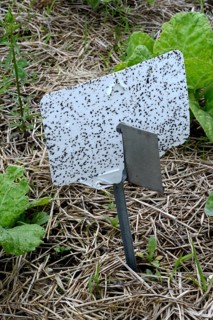 Insect trap in vegetable patch