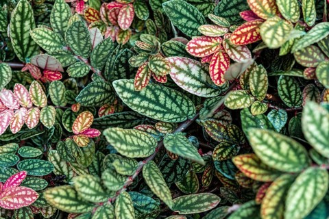 Green and purple patterned leaves