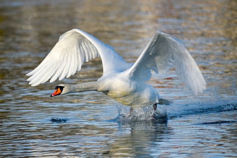 Mute swan (Cygnus olor)