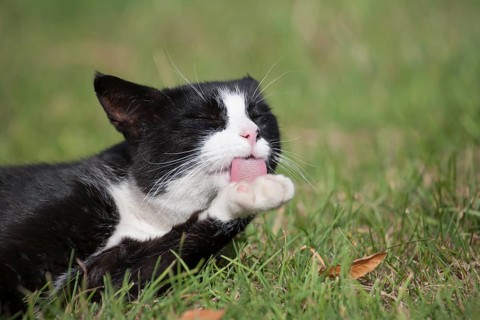 Black and white cat (Felis silvestris catus) licking its paw