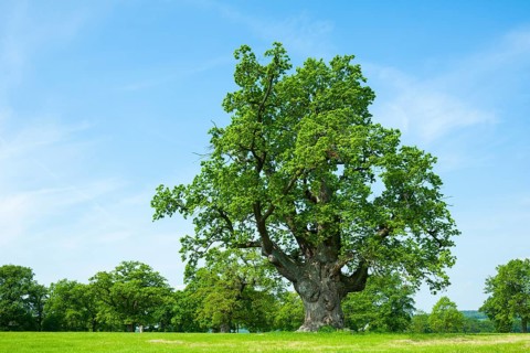 English oak (Quercus robur)