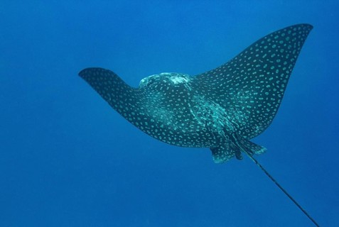 Spotted eagle ray (Aetobatus narinari)